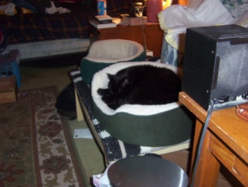 Benny old house 1 - cat bed