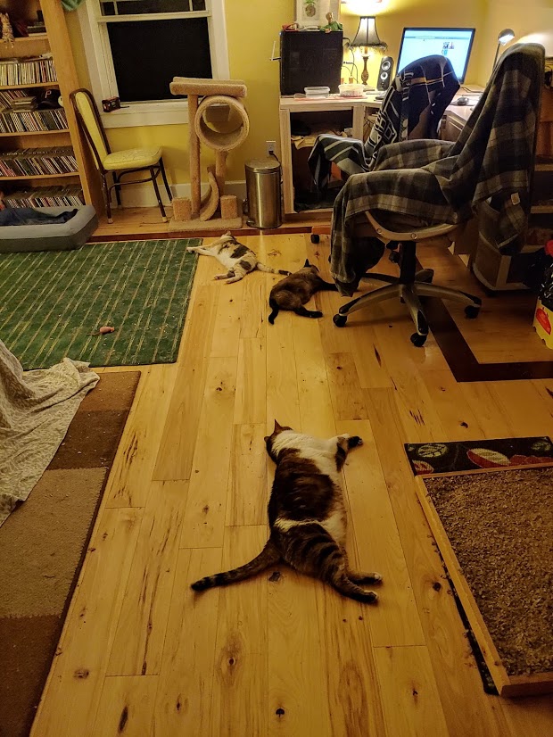 Synchonized Cat Laying Team w Bella